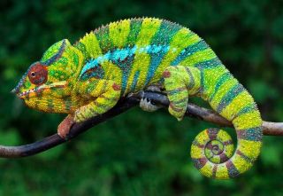 Obrázek z Pohlednice 3D 16cm  - chameleon (25) 